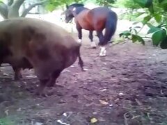Fucking bestiality tube