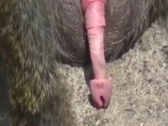 Girls animal sex