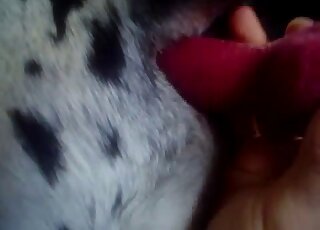 Dalmatian with a dirty hole enjoying dildo gape and other action