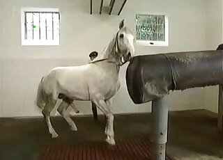 Farm porn scene focusing on a very sexy black mare that looks hot