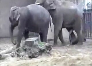 Sexy hidden cam recordings from the zoo with elephants fucking