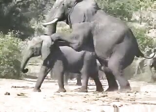 Elephant on elephant fucking with two colossal creatures banging