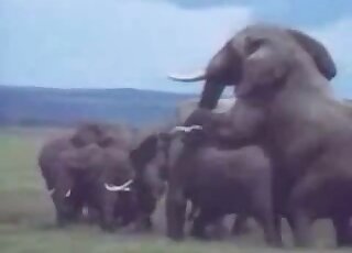 Nature documentary is ripe with animal-on-animal fucking in HD