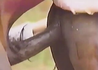 Brown horse fucks a brown mare's puss in horsepussy outdoor fuck vid