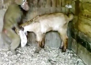 Gapist monkey is going to fuck this tiny goat because it doesn't care