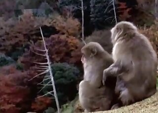 Ape fuck scene featuring monkeys that can fuck just about anywhere