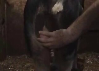 Pig fucking a submissive zoophile in a compilation-style farm vid