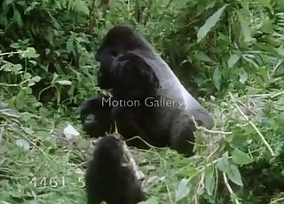 Large black ape is going to enjoy some hardcore fucking right here