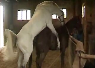 Brown mare is ready to let this animal rip its horse vagina apart