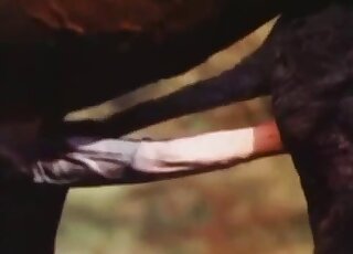 Hot stallion penis is being inserted into a mare's real wet pussy