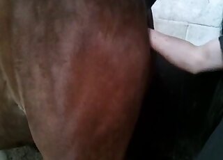 Brown mare's pussy is getting fisted by a horny zoophile person