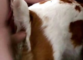 Dude uses his cock to fuck a cow from behind and make it cum too