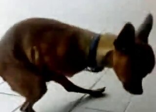 Autofellatio bestiality porn featuring a small dog that sucks hard