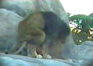 Sexy lions enjoying hardcore banging back at the zoo or something