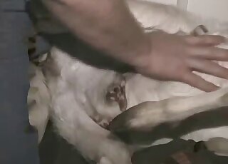 Missionary fucking session with a sexy goat and its delicious cunt