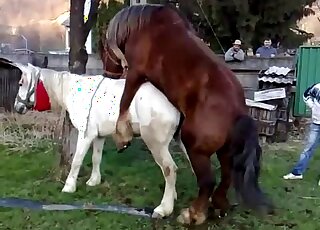Brown stallion gets ready to fuck a white mare in an outdoor vid