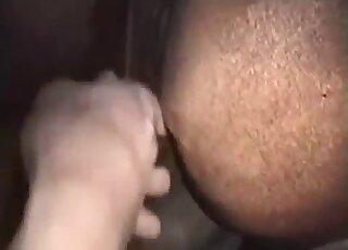 Mare's pussy is getting fucked brutally by a hung zoophile here