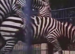 Educational sex video showing two Zebras in heat during intercourse