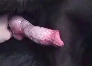 Close-up on stiff dog dick while it's shooting loads of sperm
