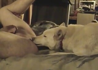 Amateur dude gets phenomenal ass licking from dog while jerking off