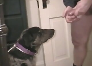 Black dog anticipates a giant cum load from his masturbating master