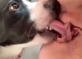 View from below - Amateur gal anticipates anal pounding from randy dog