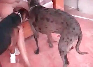 Horny slut welcomes dog's hard shaft in her wet and shaved cunt