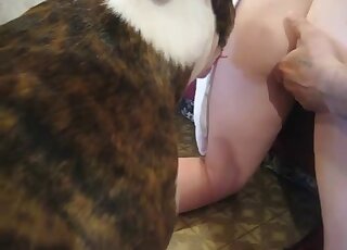 Amateur couple is trying to lure Pit Bull into doggy banging