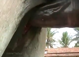Amateur camera caught the copulation seance between donkeys in heat