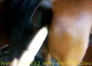 POV slippery wet horse pussy gets drilled with sex toy