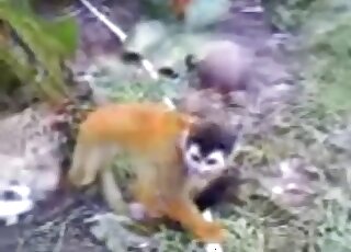 Monkey is horny and wants to fuck big duck outdoors