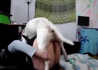 Impatient Bull Terrier gives intense cunny drilling to amateur MILF