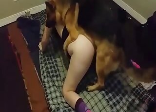 German Shepherd makes mistress happy by ramming her aching cunny