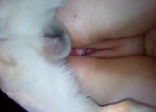Incredible scene showing a white dog fucking a zoophile on all fours