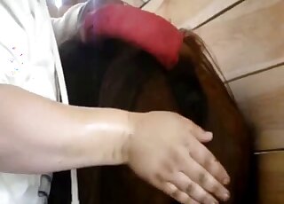 Horse pussy of a brown mare is getting fingered by a true zoophile