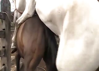 White stallion decides to fuck a brown mare in an outdoor movie
