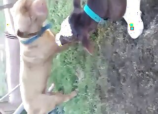 Dog and cow sloppy outdoor zoo perversions in really hot cam scenes