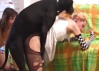Brutal dog porn makes hot lesbians reach the orgasm faster