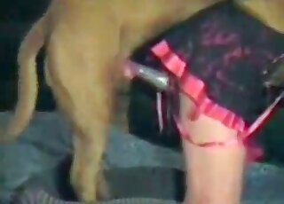 Hard shaft of a dog gets deep inside tight cunt of a zoophile slut at home