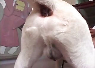 Teen Japanese throats the dog's dick and waits to swallow some jizz