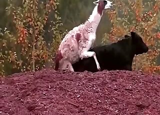 Crazy zoophilia scenes when a male Lama tries to fuck a cow