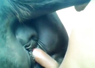 Horny nude male sticks whole cock into a succulent horse pussy