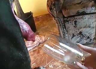 Hot lesbos drink dog sperm after trying sex with the animal