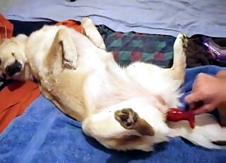 Nasty zoophile uses a sex toy in order to fuck dog's tight holes
