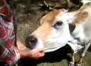 Naughty zoophile starts fucking cow from behind outdoors
