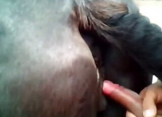 Guy whips out his cock to fuck a black mare's tight pussy from behind