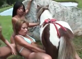 Three Latina whores fuck a pony and tease his dick in turns