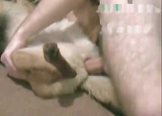 Submissive dog gets screwed by a nasty dude in the bedroom