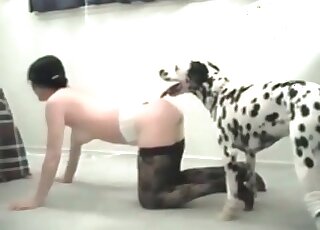 Bestiality sex loving wife trains her dalmatian dog to fuck her pussy