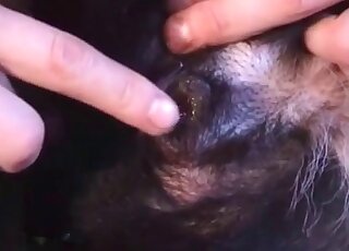 Nasty zoophile dude loves the presence of his dong in his dog’s hole